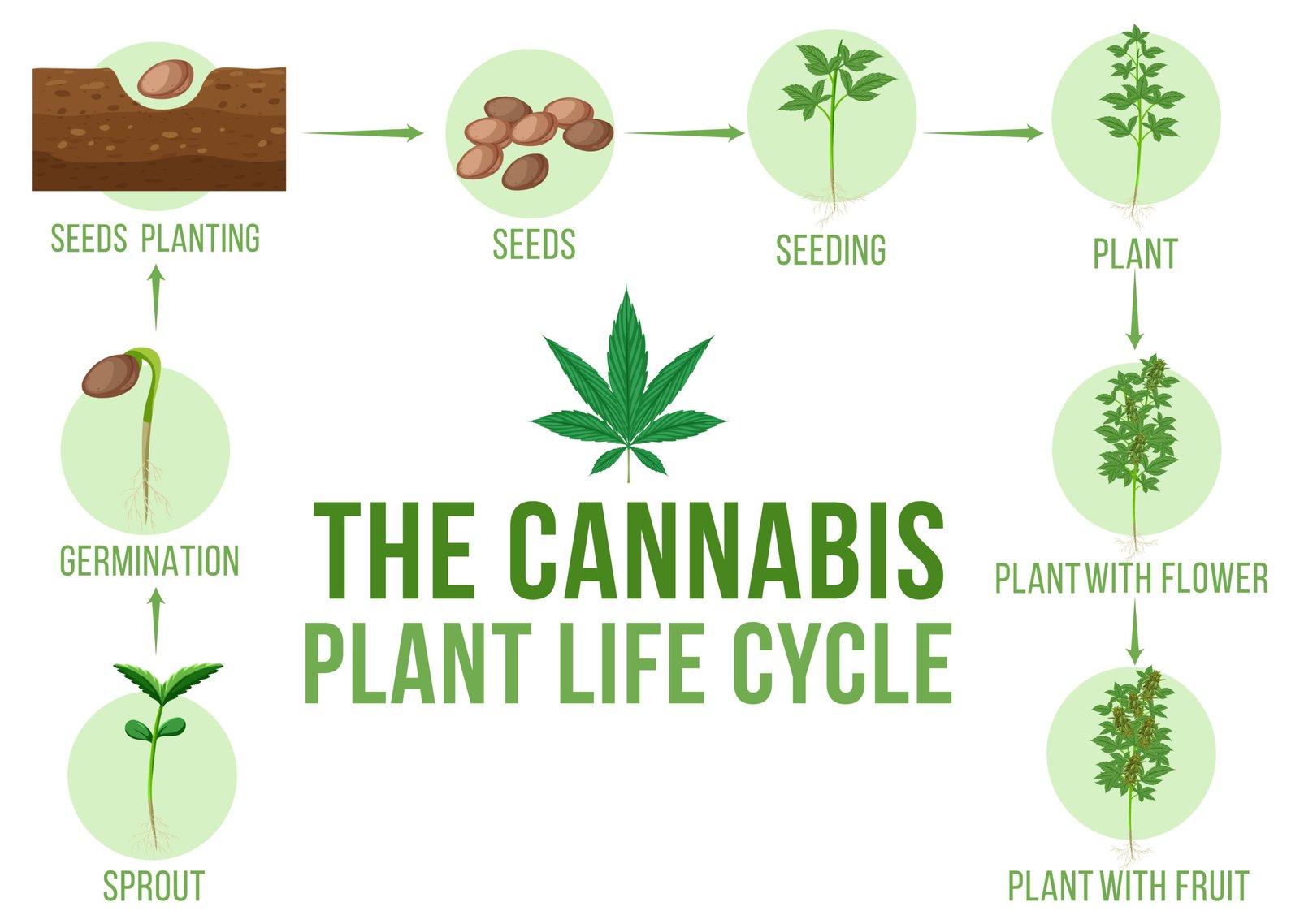 The Evolution of Cannabis